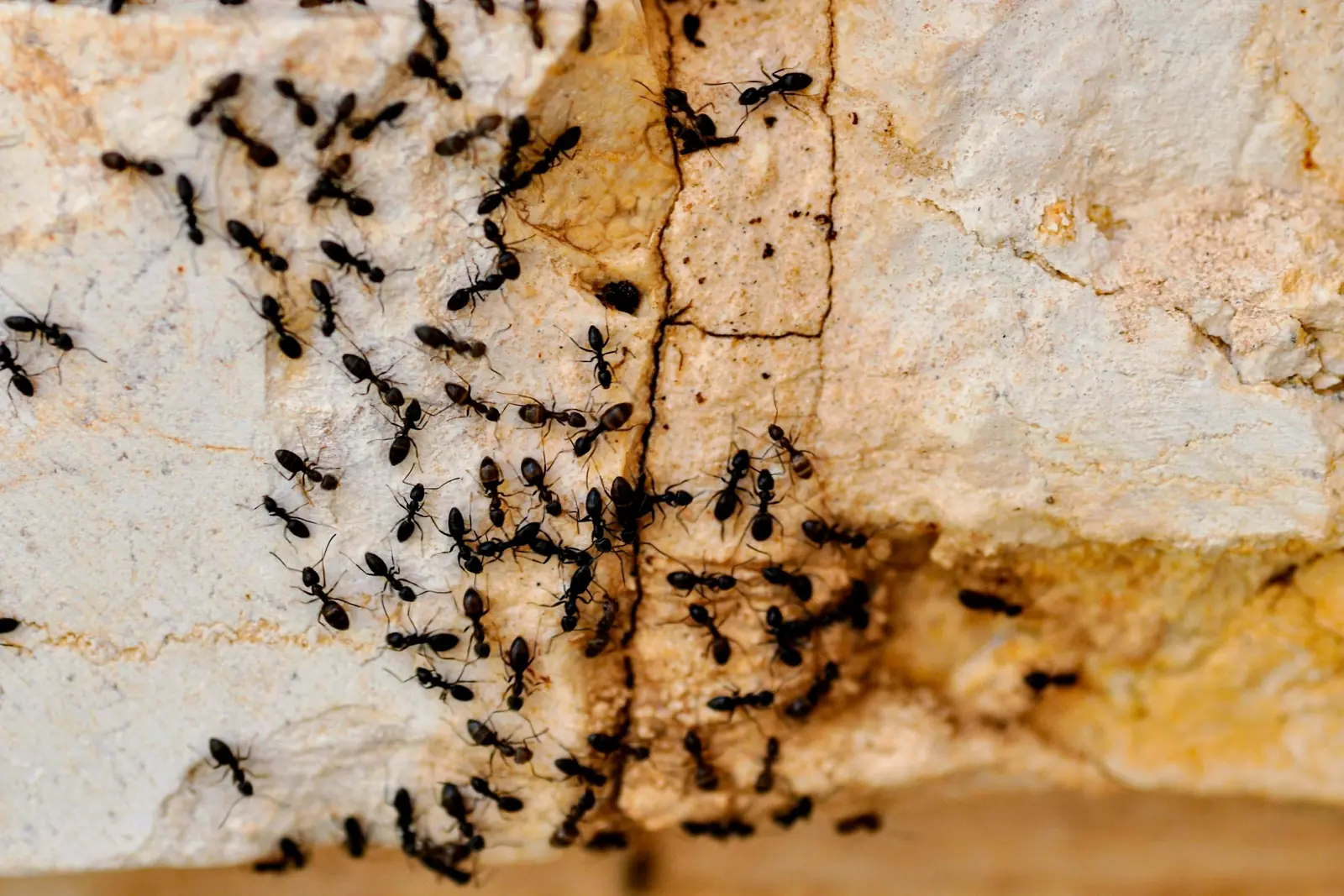 A trail of black ants along the edge of a wall