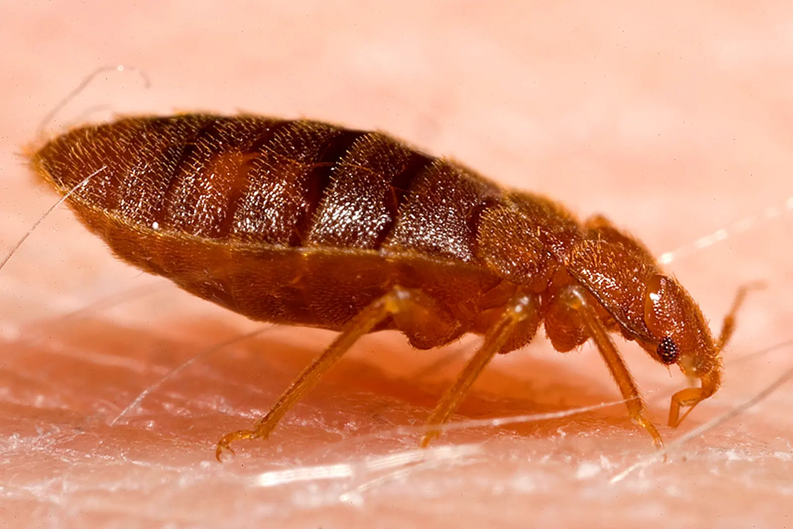 How to Check for Bed Bugs After Travel 1 An adult bed bug seen from the side, about the size and shape of an apple pip