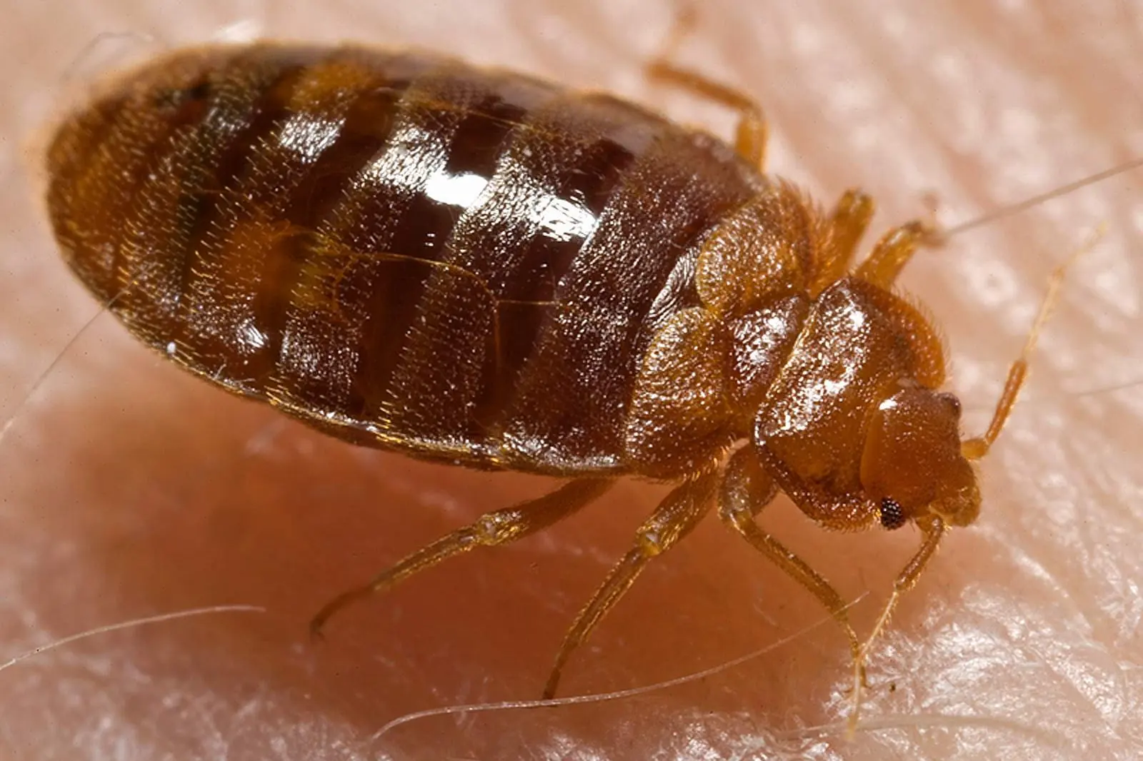 Bed Bug Treatment in Cardiff 1 A bed bug seen from above: an oval, red-brown insect