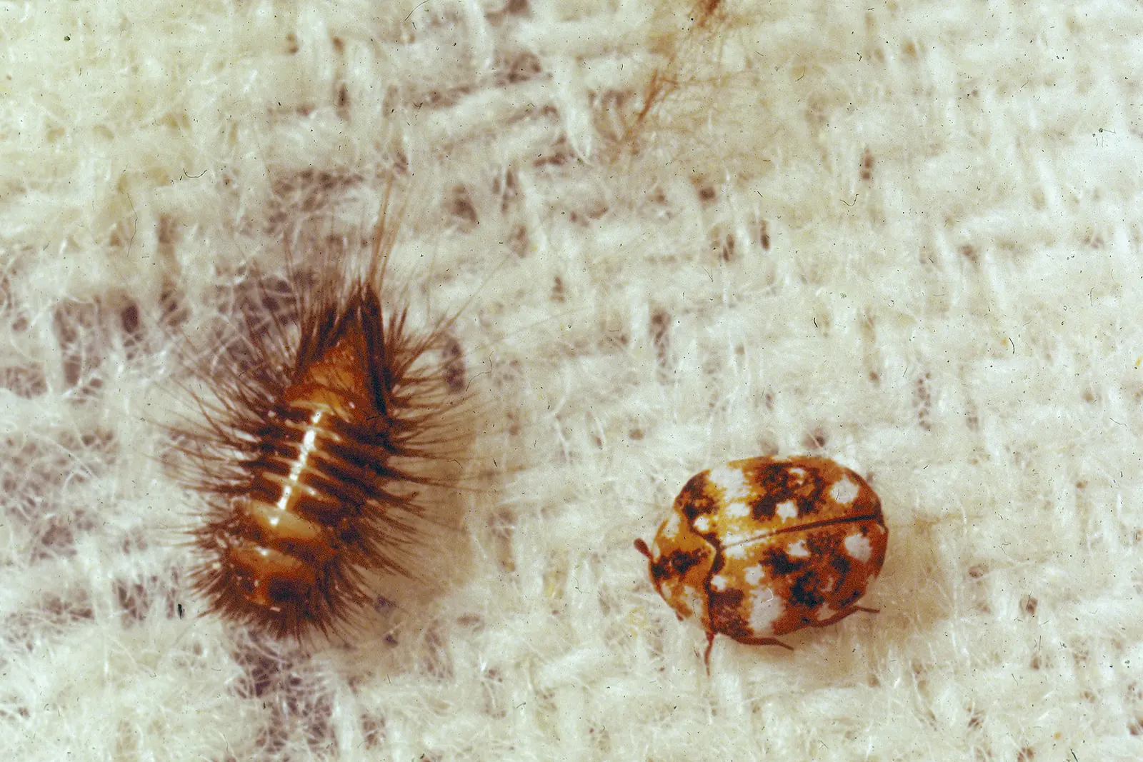 A hairy carpet beetle larva, known as a woolly bear, beside an adult carpet beetle on wool fabric