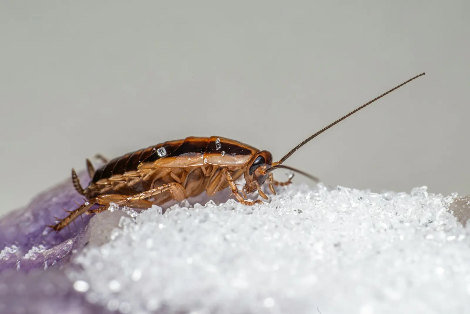 Cockroach Control in Cardiff 1 A German cockroach, close up