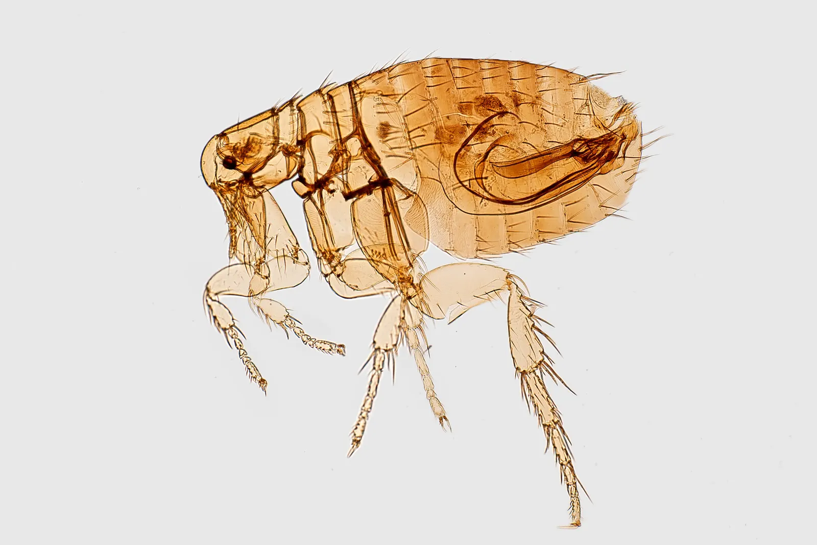 A flea seen under a microscope