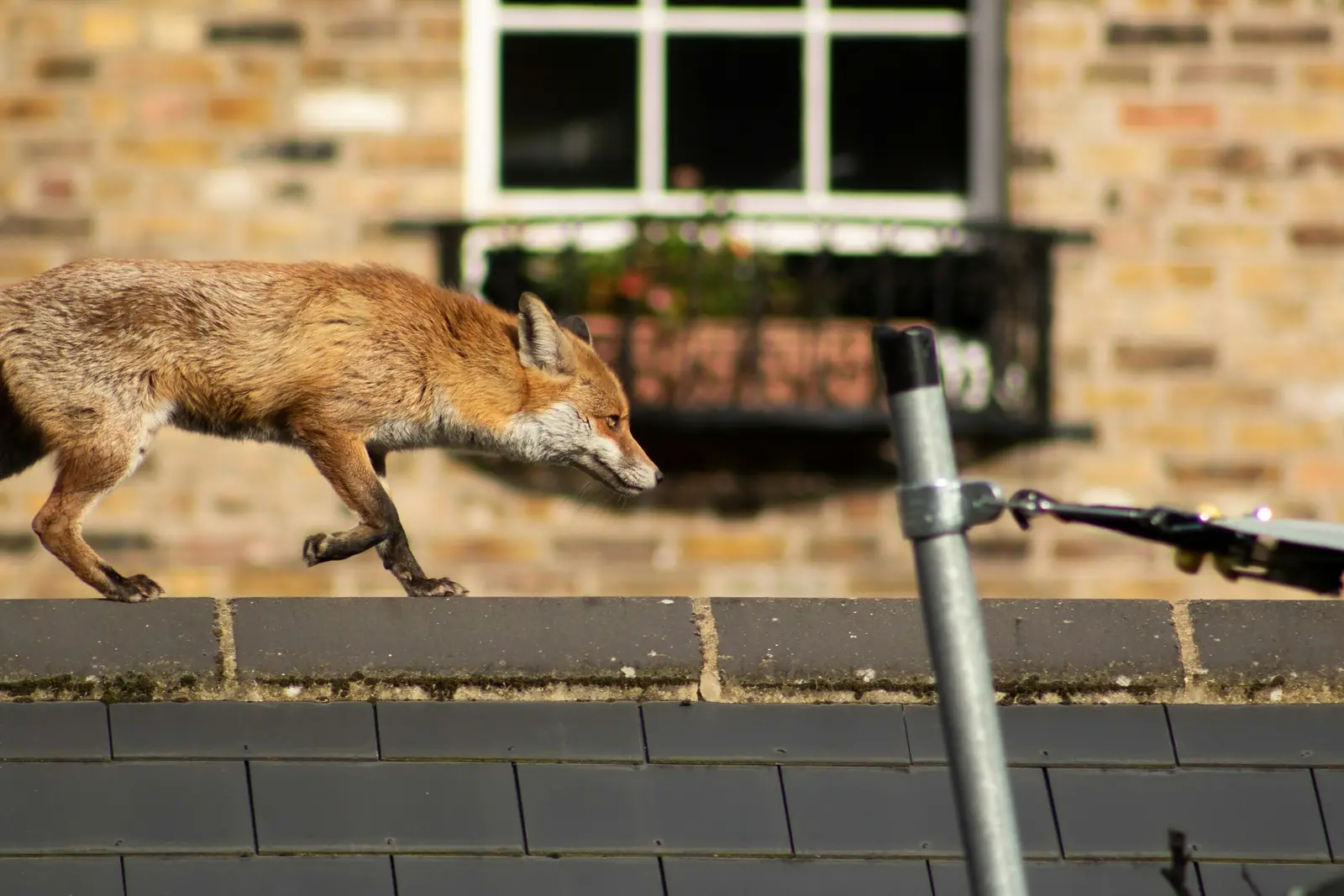 Fox Control in Cardiff 1 A red fox walking along a garden wall beside a house