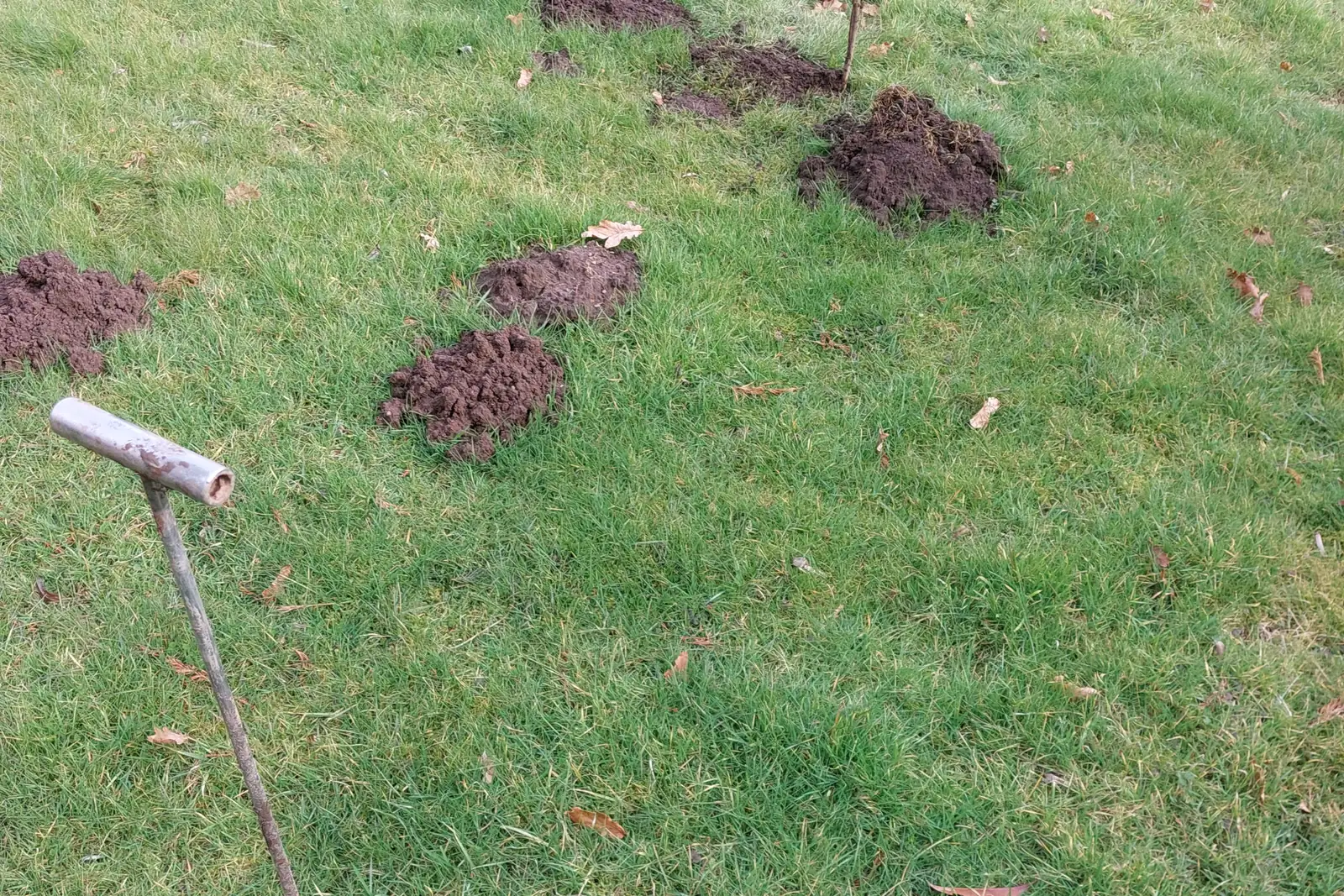 Mole Control in Cardiff 1 Fresh molehills across a lawn, with a probe in the foreground