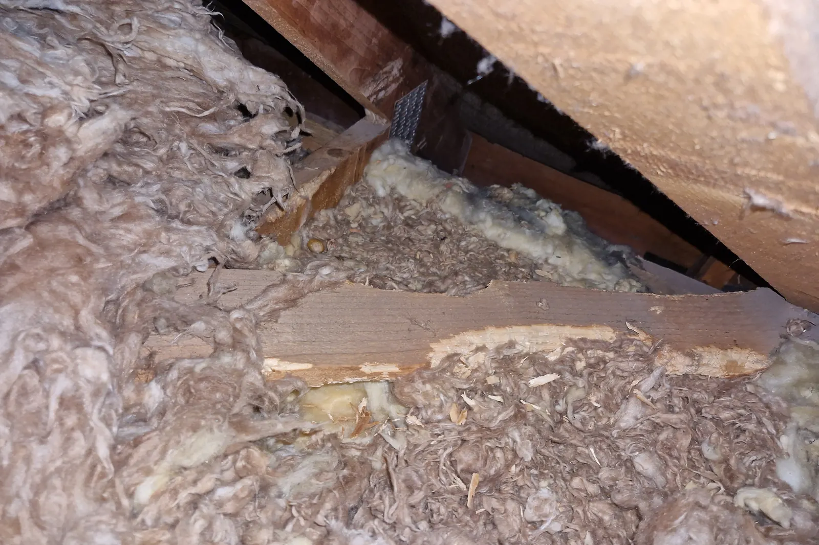 Shredded loft insulation and a gnawed timber in a loft