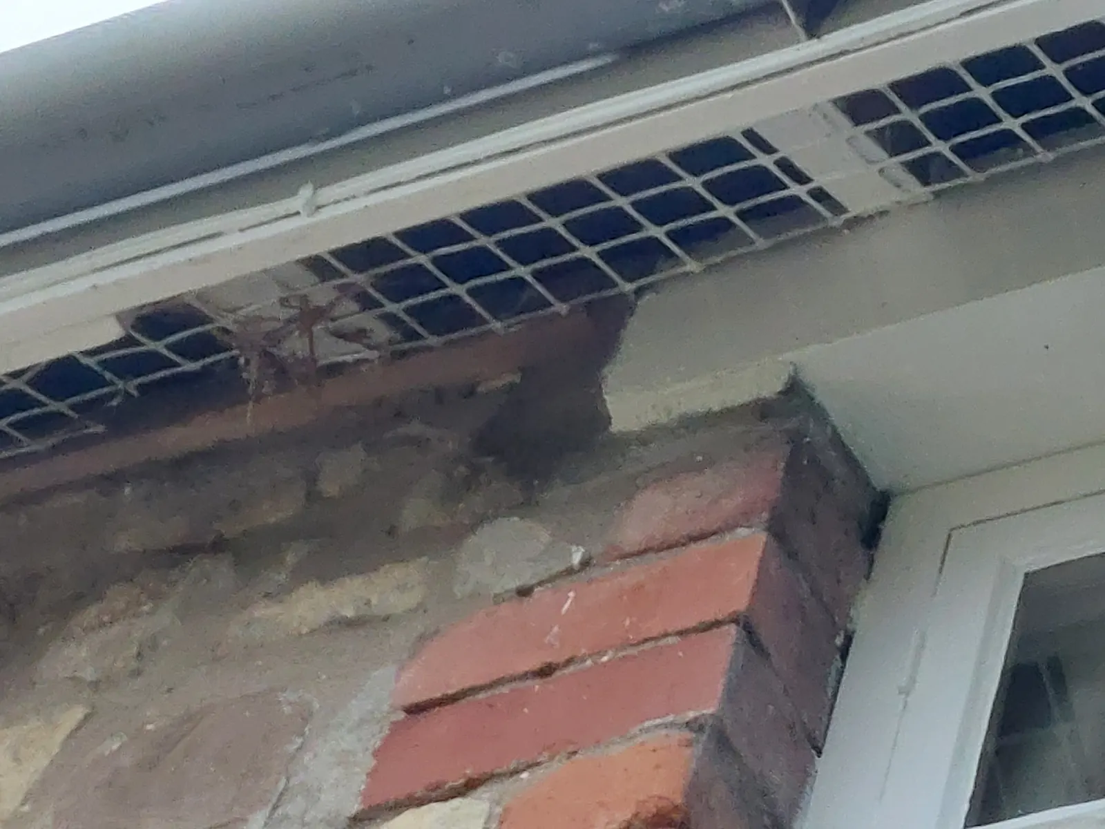 Home 1 Mesh fitted along the eaves of a house to keep squirrels out of the roof space