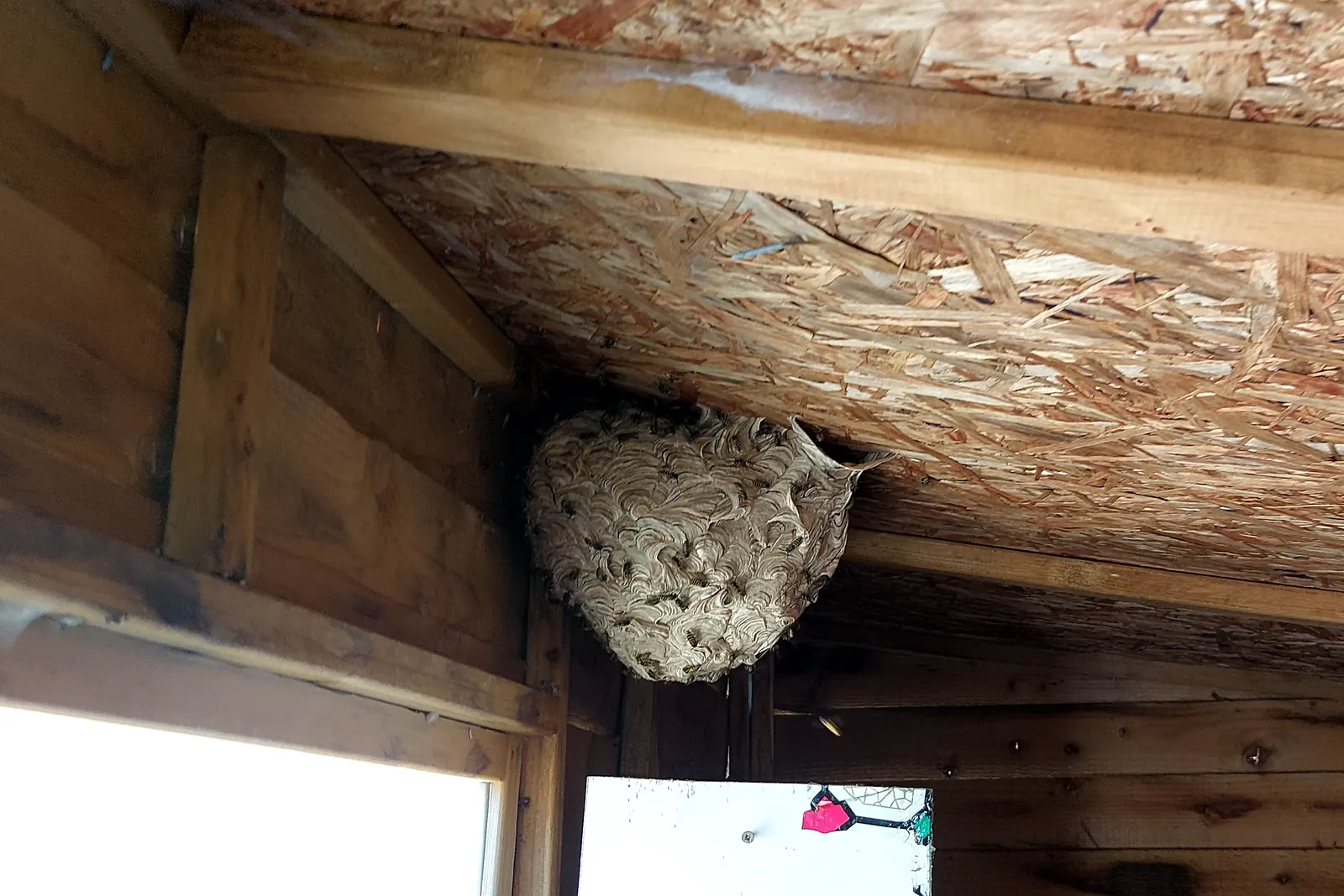 Wasp Nest Removal in Cardiff 1 A wasp nest hanging from the roof of a garden shed